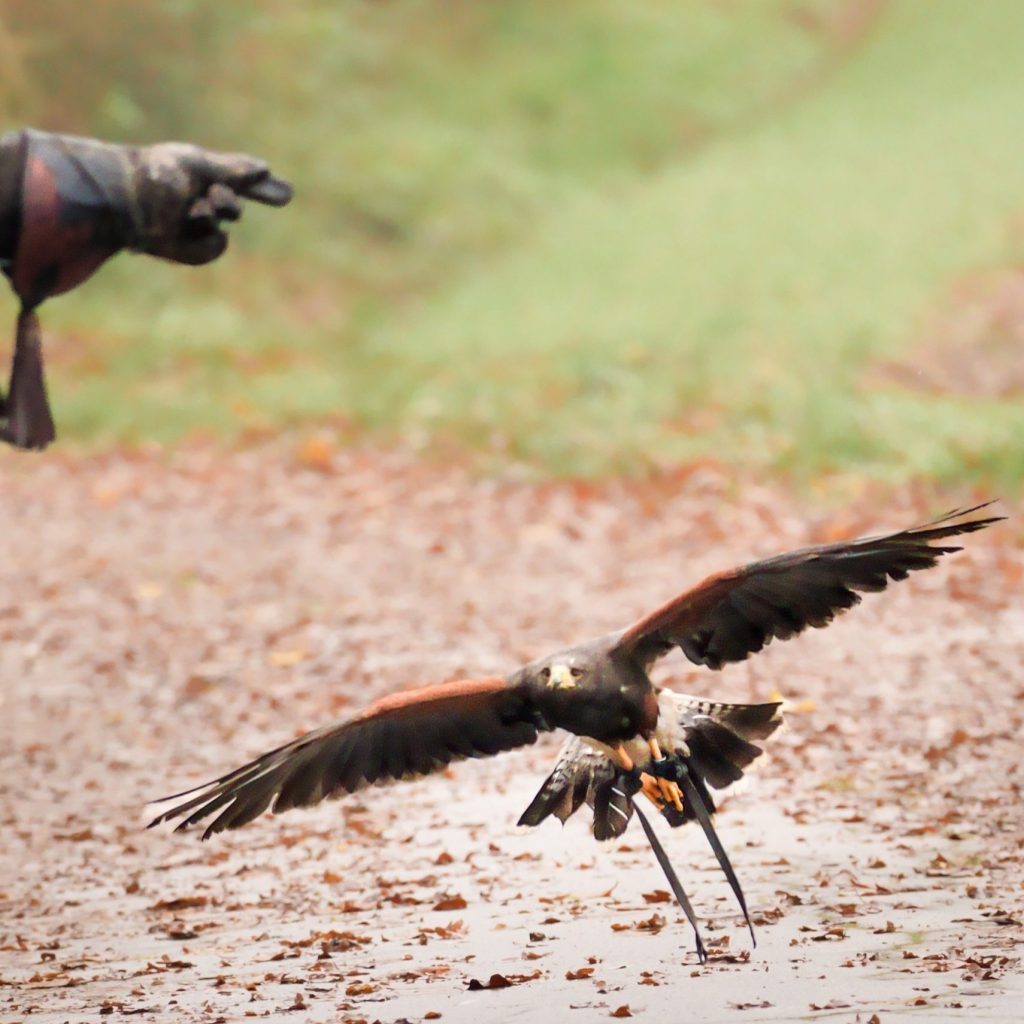 VIP Hawk Walk