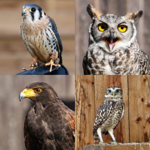 VIP Greifvogel Rendezvous